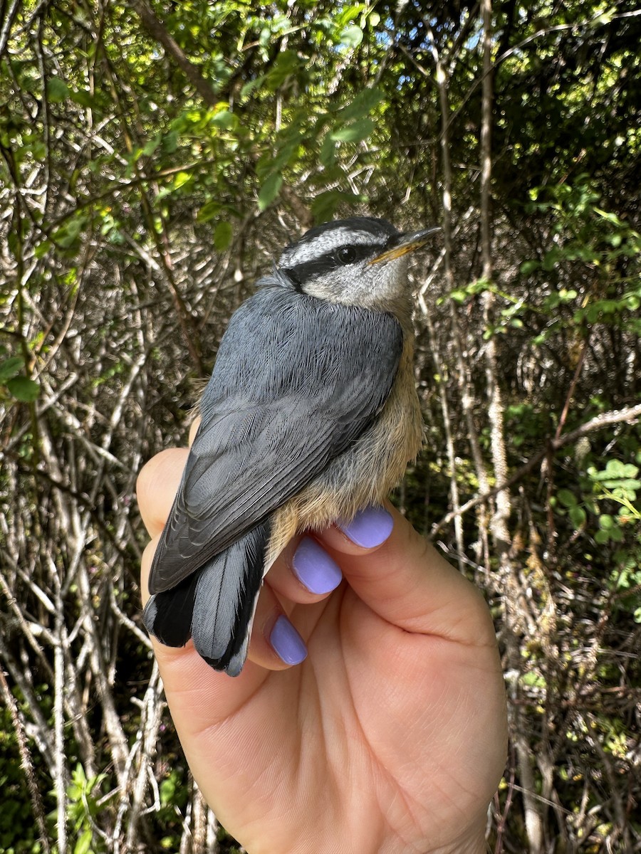 Red-breasted Nuthatch - ML620540729