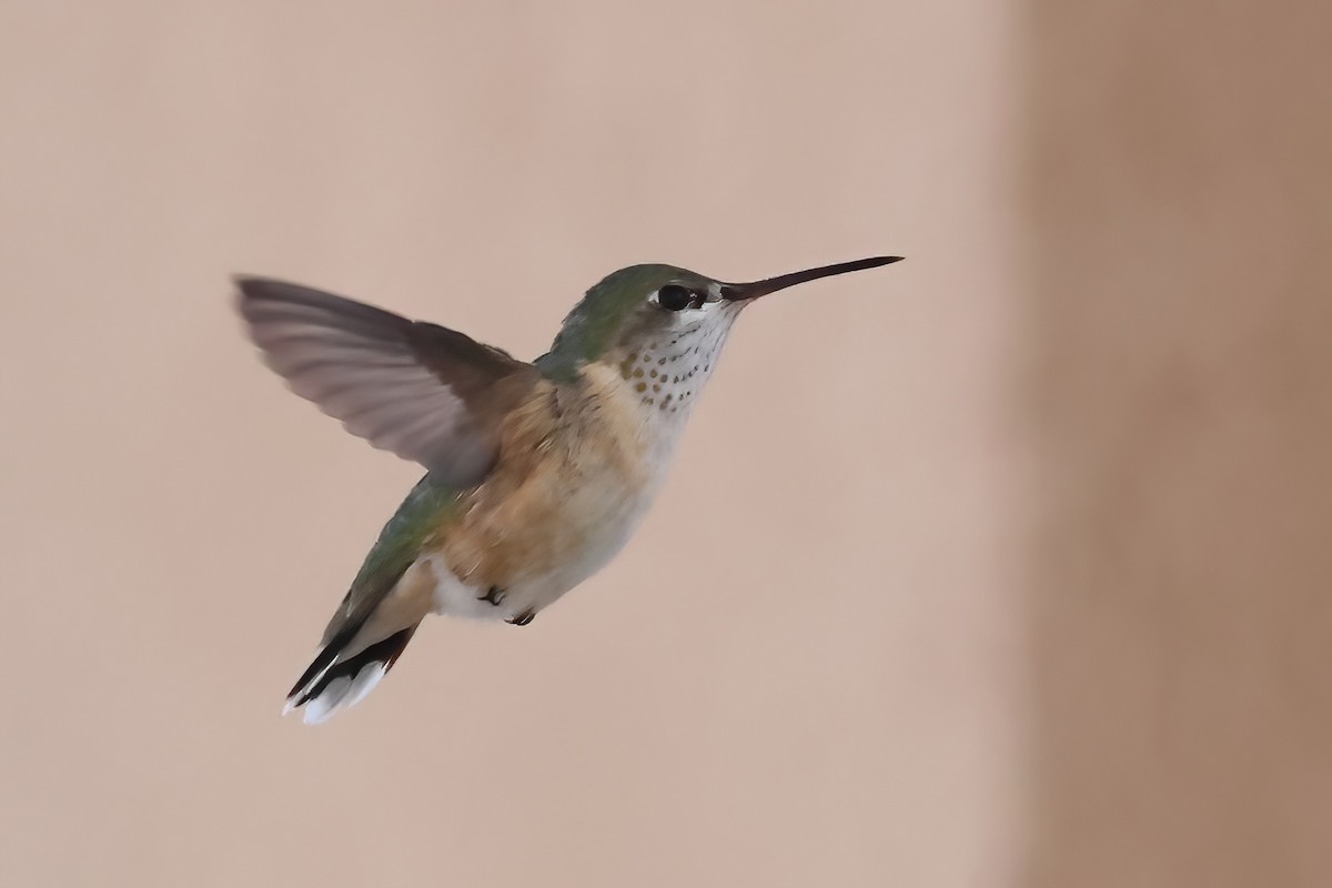 Rufous Hummingbird - ML620540734