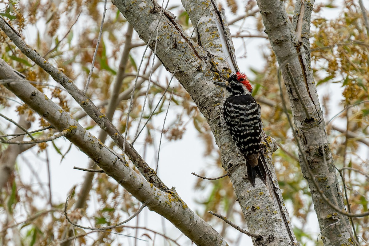 Nuttall's Woodpecker - ML620540737