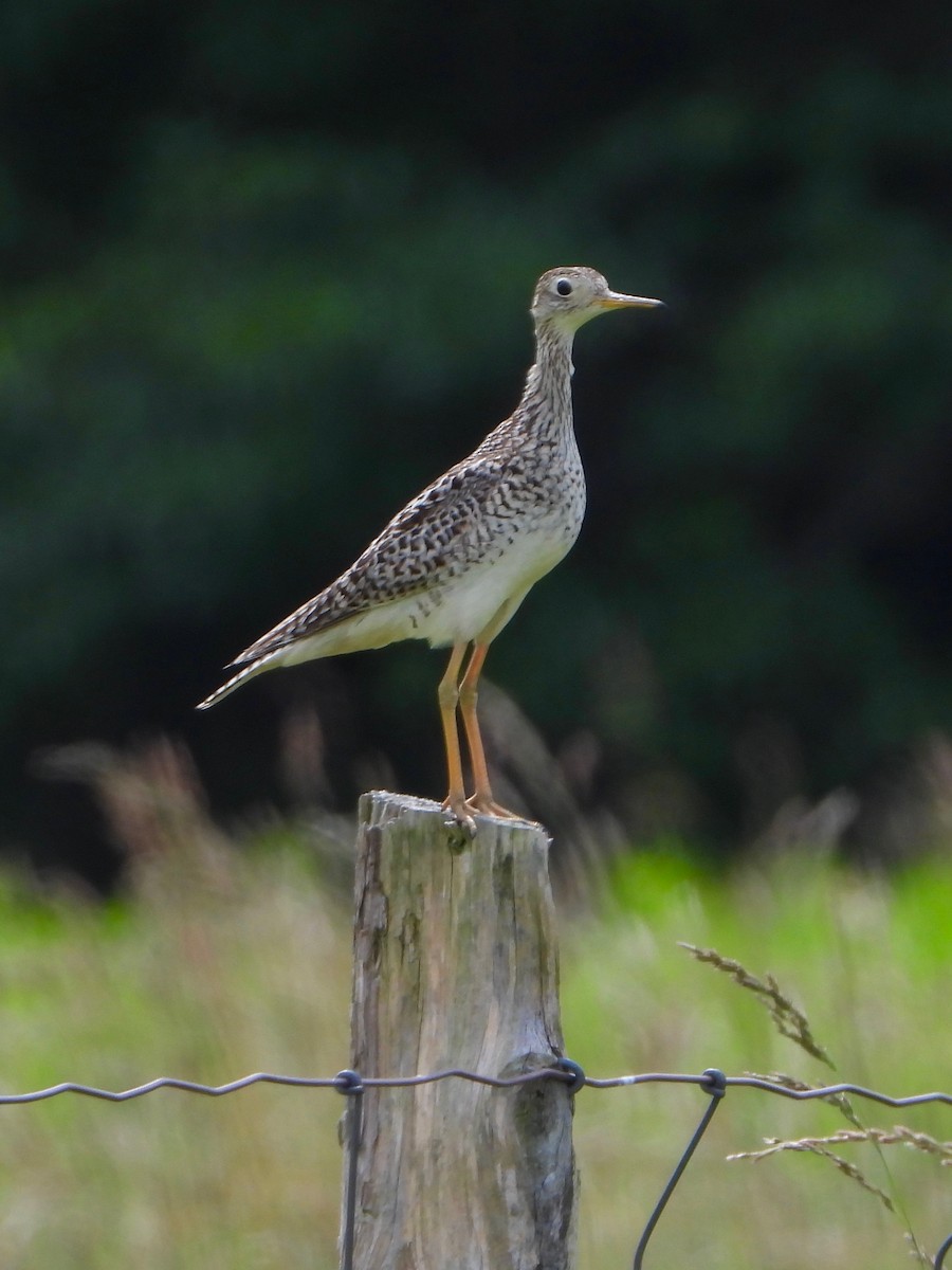 Upland Sandpiper - ML620540741