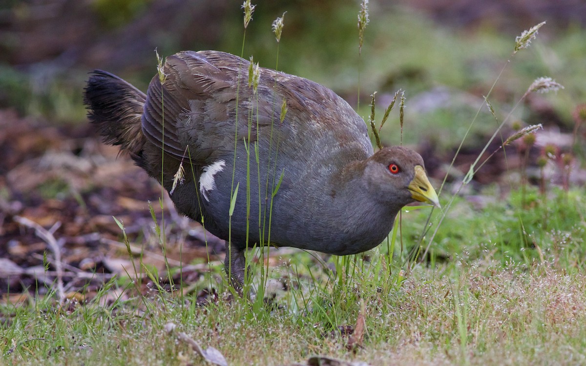 Gallinule de Tasmanie - ML620540742