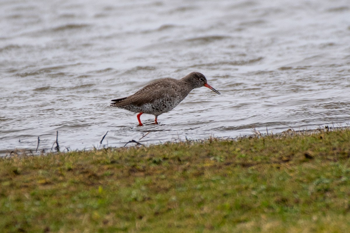 Common Redshank - ML620540745