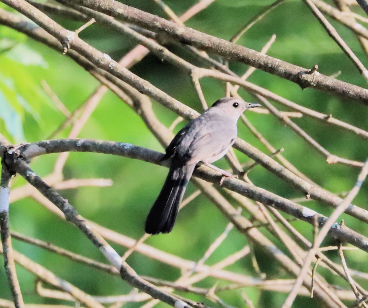 Gray Catbird - ML620540749