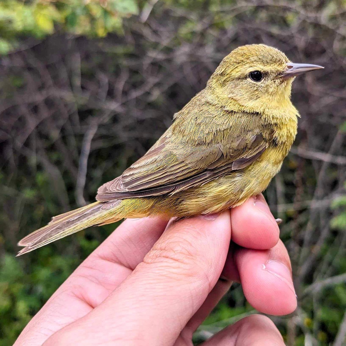 Orange-crowned Warbler (lutescens) - ML620540751