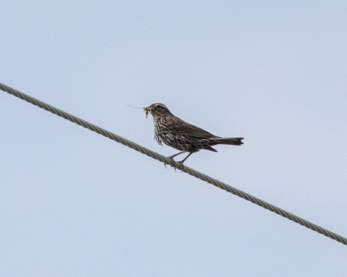 Savannah Sparrow - ML620540752
