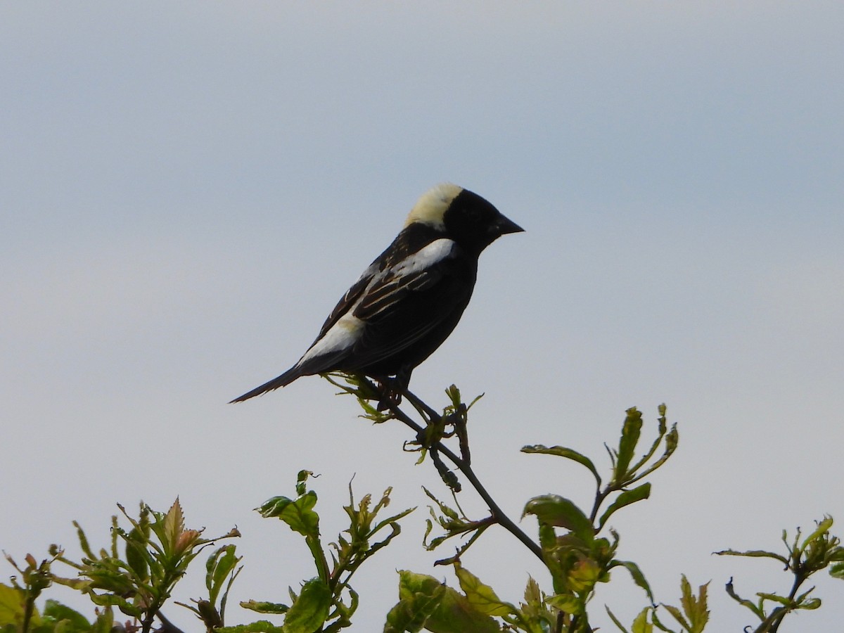 bobolink - ML620540761