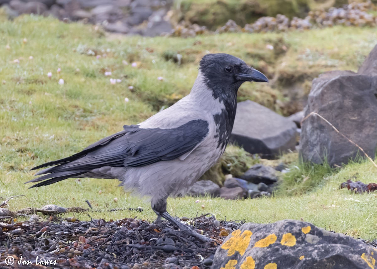 Hooded Crow (Hooded) - Jon Lowes