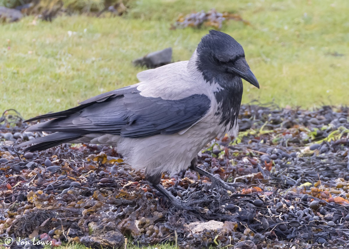 Hooded Crow (Hooded) - ML620540776