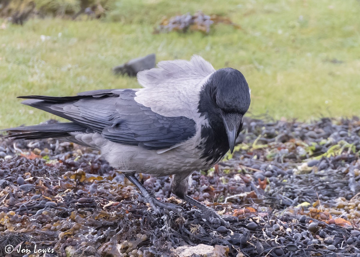 Nebelkrähe [cornix-Gruppe] - ML620540780