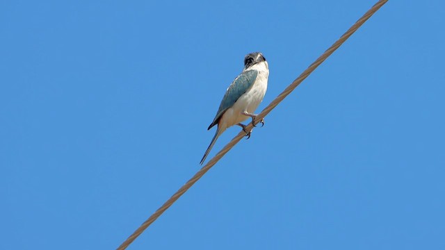 Red-backed Kingfisher - ML620540782