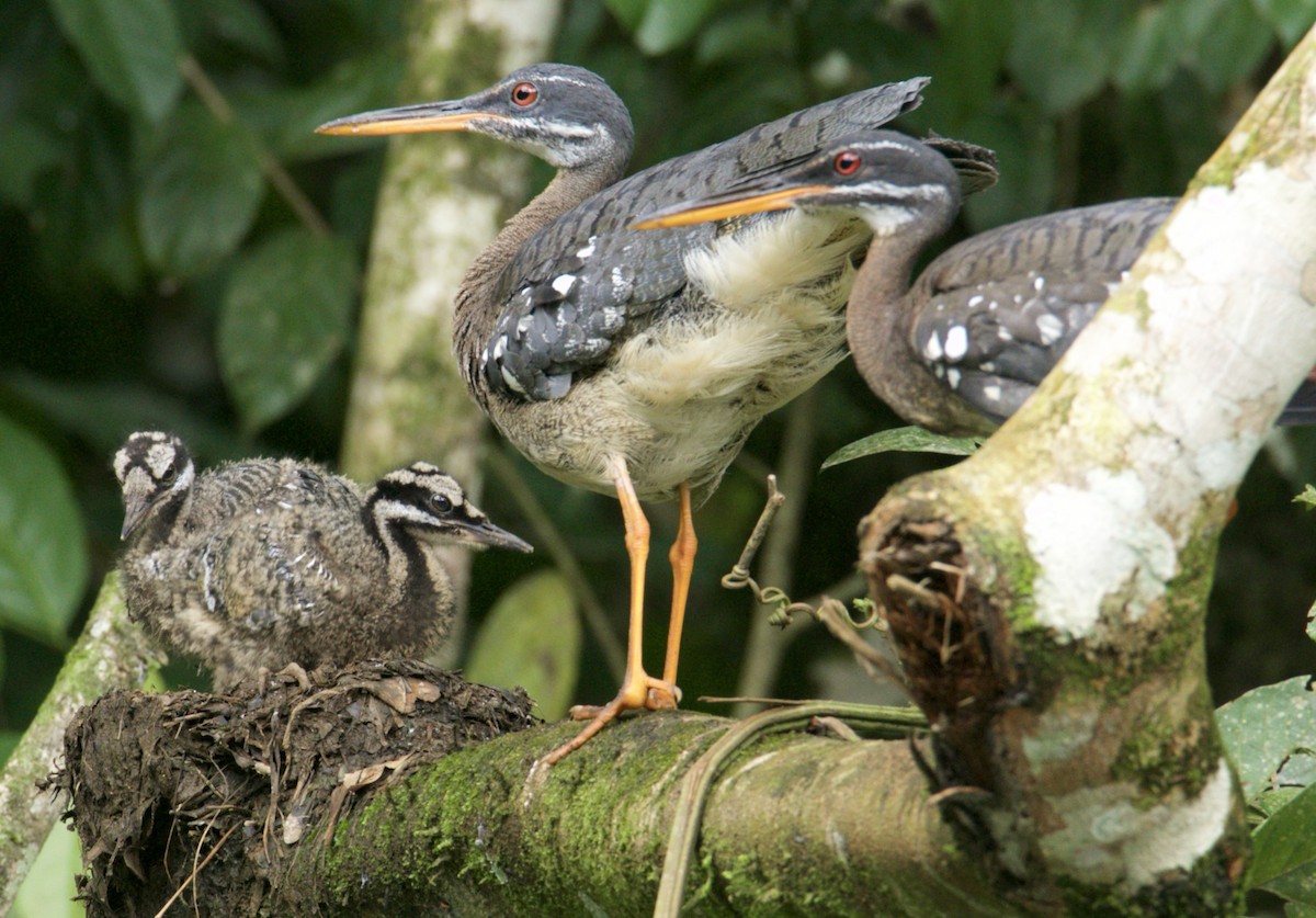 Sunbittern - ML620540788