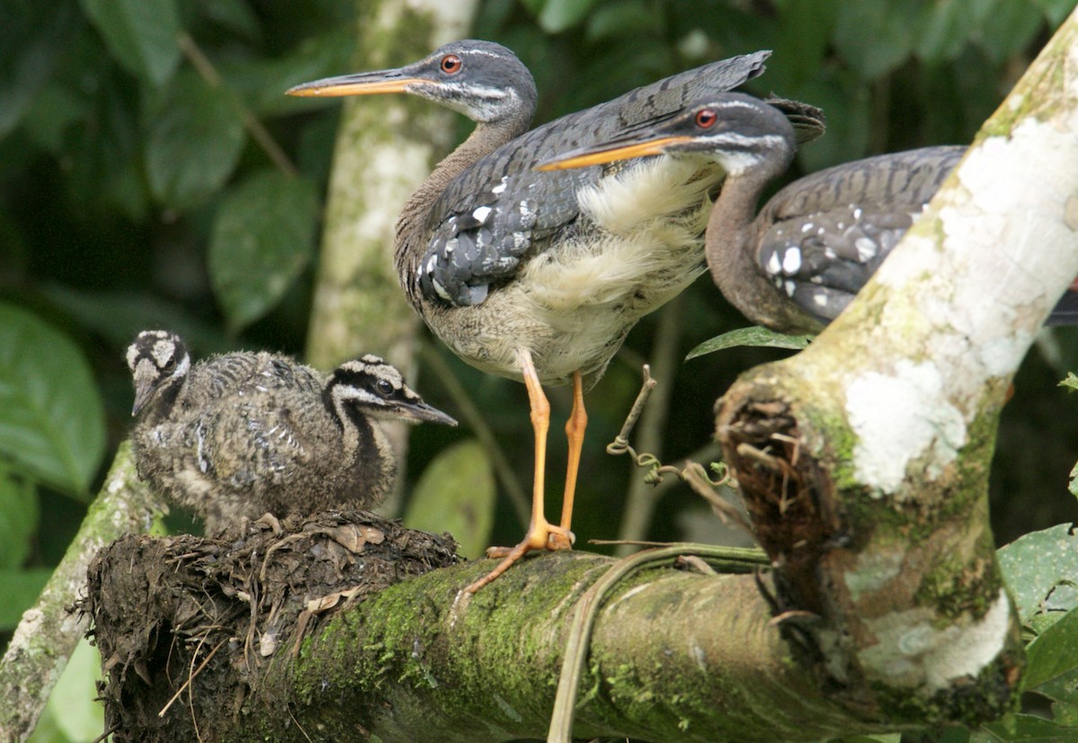 Sunbittern - ML620540791