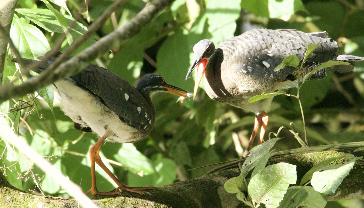 Sunbittern - ML620540793