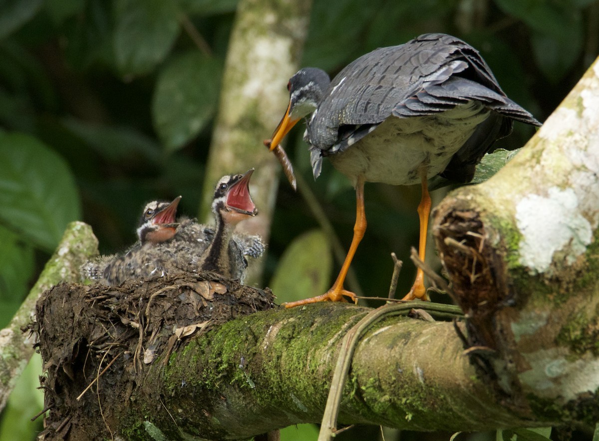 Sunbittern - ML620540795