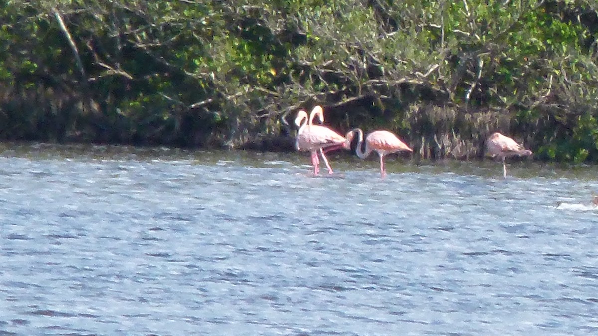 American Flamingo - ML620540800