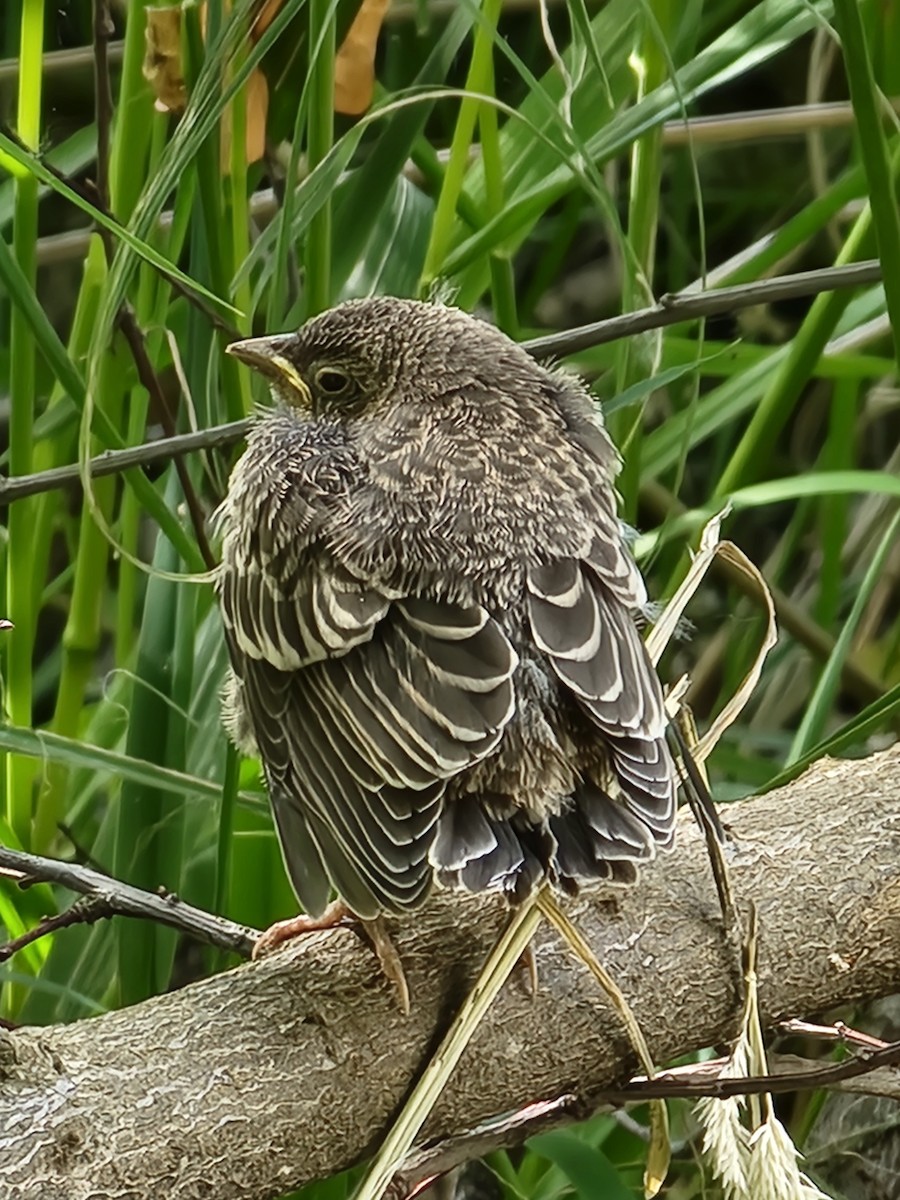 Brown-headed Cowbird - ML620540805