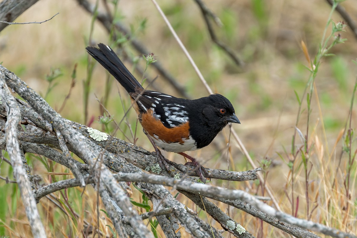 Spotted Towhee - ML620540807