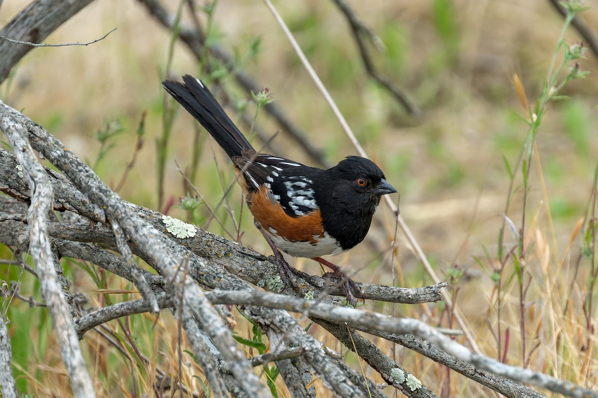 Spotted Towhee - ML620540808