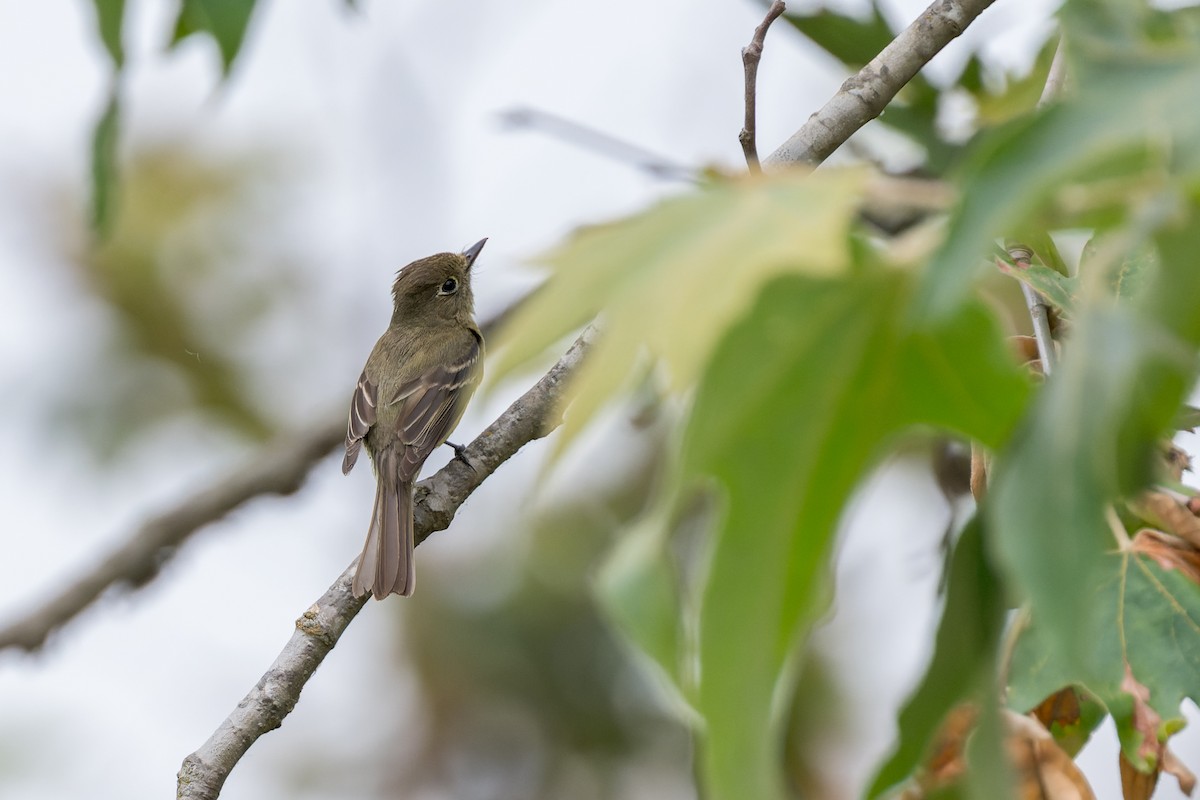 Western Flycatcher - ML620540816