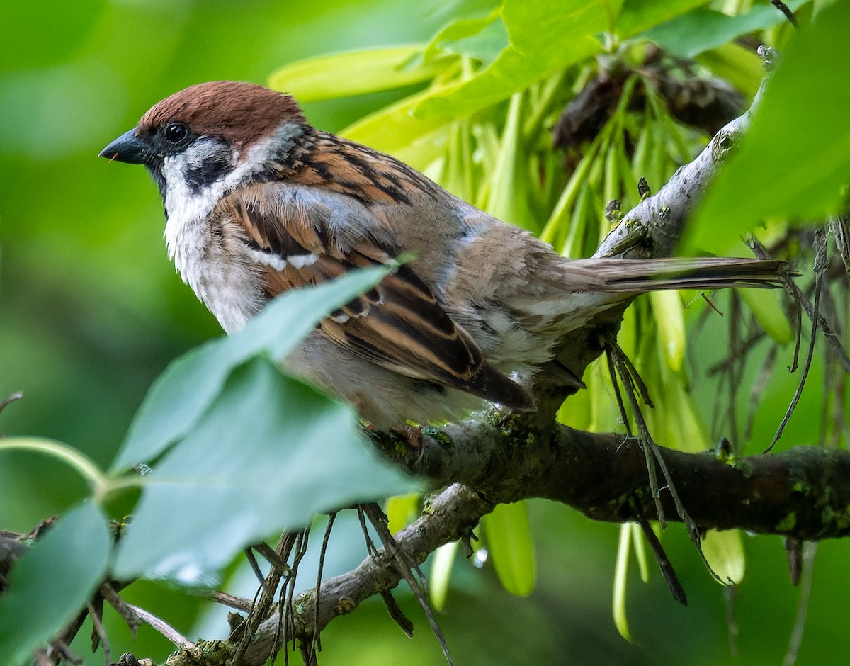Eurasian Tree Sparrow - ML620540817