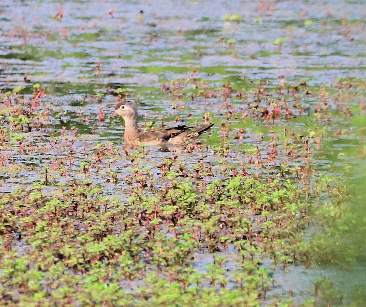 Wood Duck - ML620540820