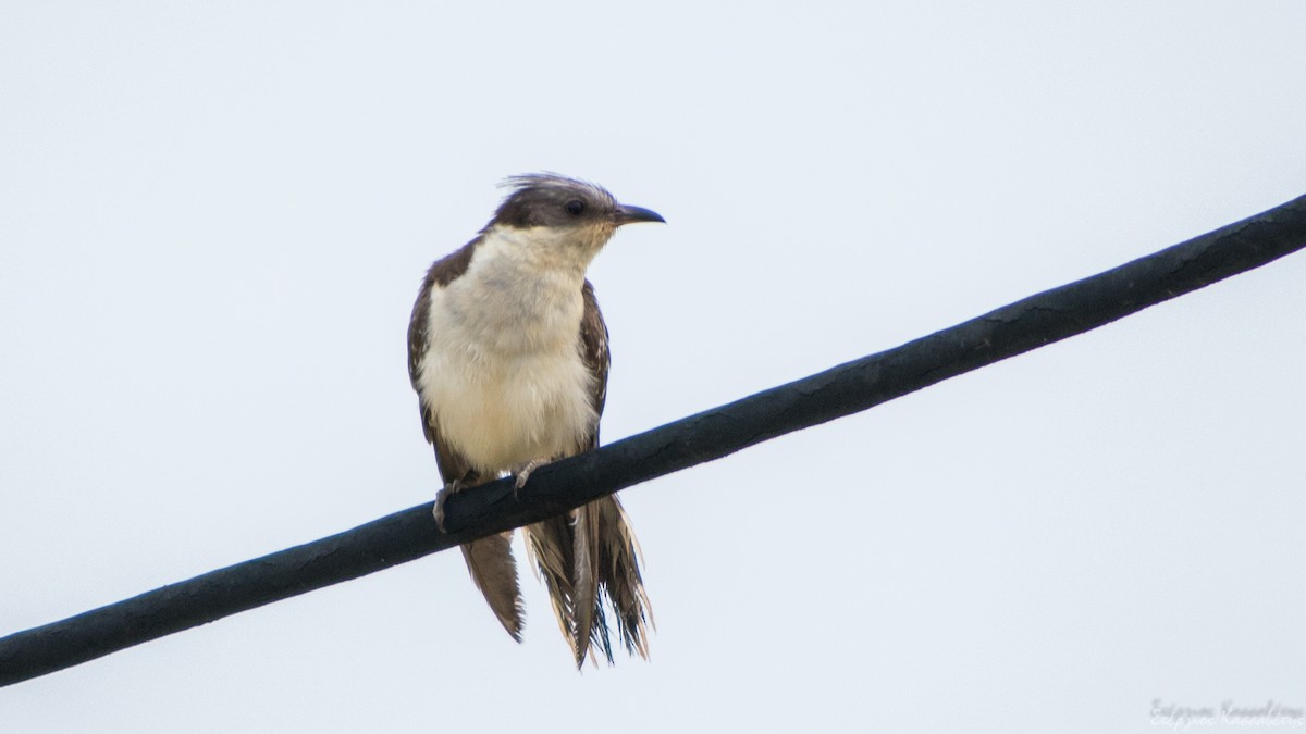 Great Spotted Cuckoo - ML620540821