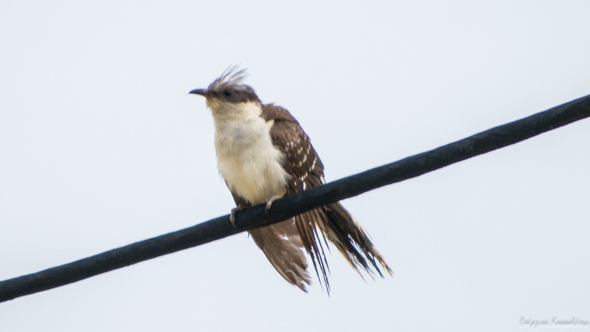 Great Spotted Cuckoo - ML620540823