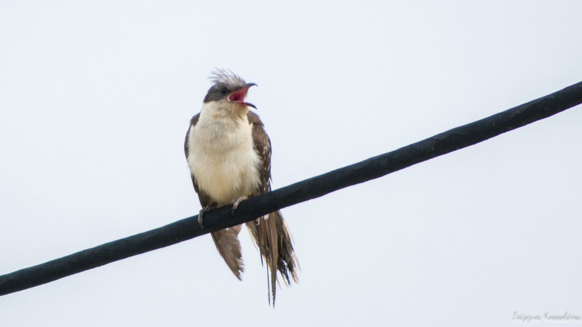 Great Spotted Cuckoo - ML620540824