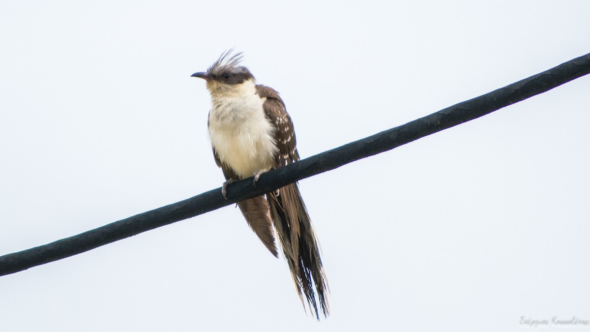 Great Spotted Cuckoo - ML620540825