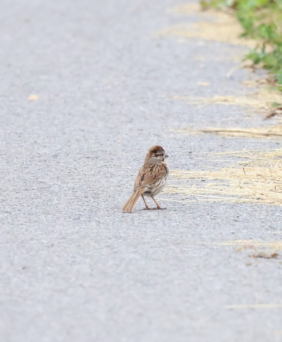 Song Sparrow - ML620540826