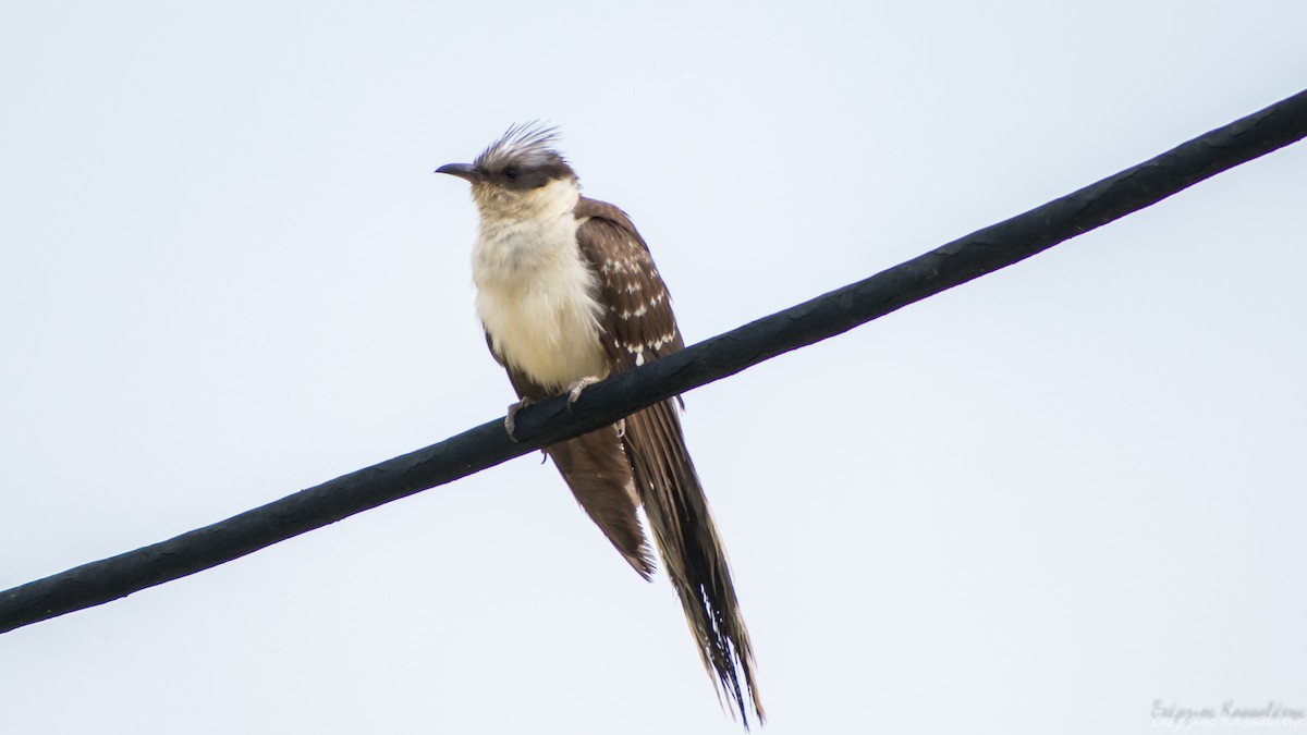 Great Spotted Cuckoo - ML620540827