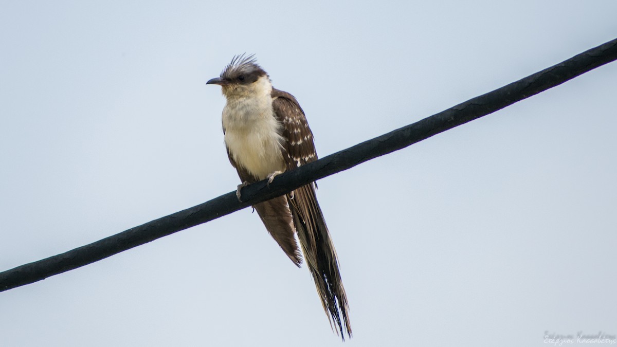 Great Spotted Cuckoo - ML620540828
