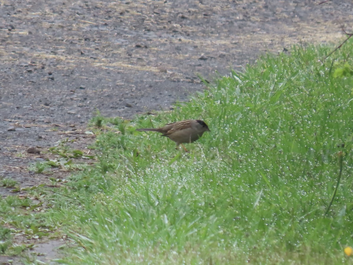 Golden-crowned Sparrow - ML620540833