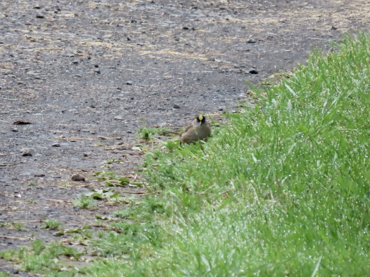Golden-crowned Sparrow - ML620540834