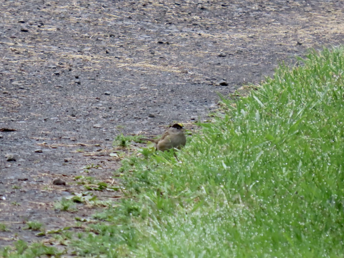 Golden-crowned Sparrow - ML620540835