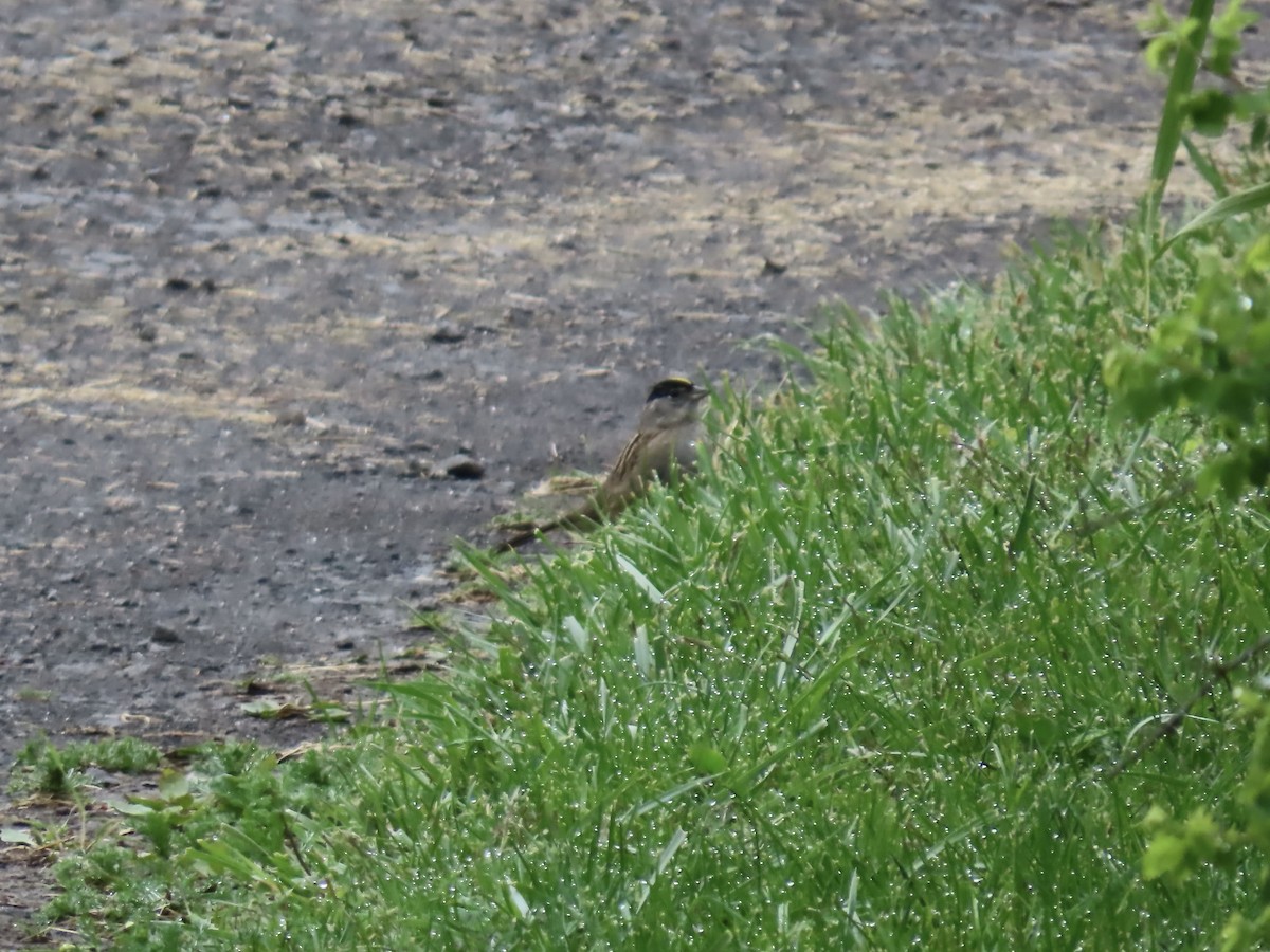 Golden-crowned Sparrow - ML620540836