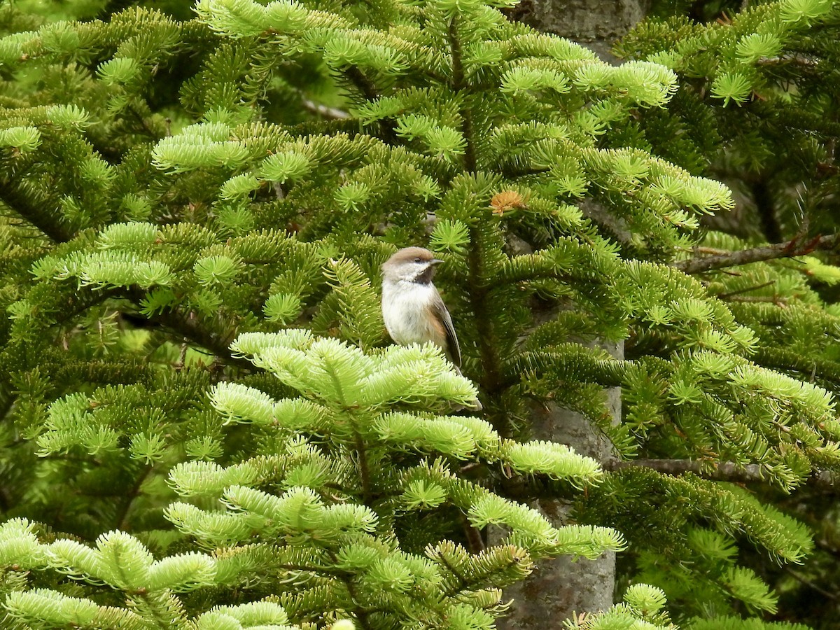 Boreal Chickadee - Jeanne Tucker