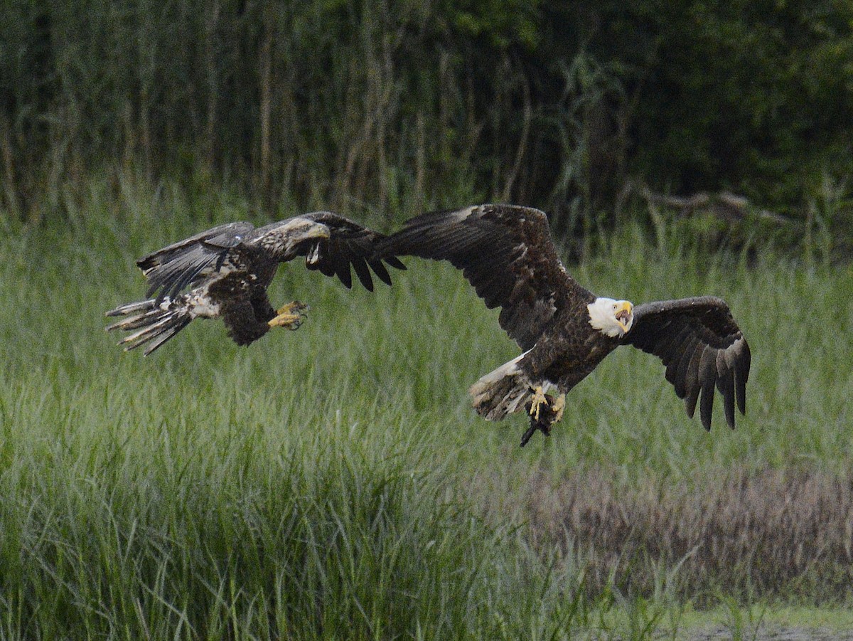 Weißkopf-Seeadler - ML620540841