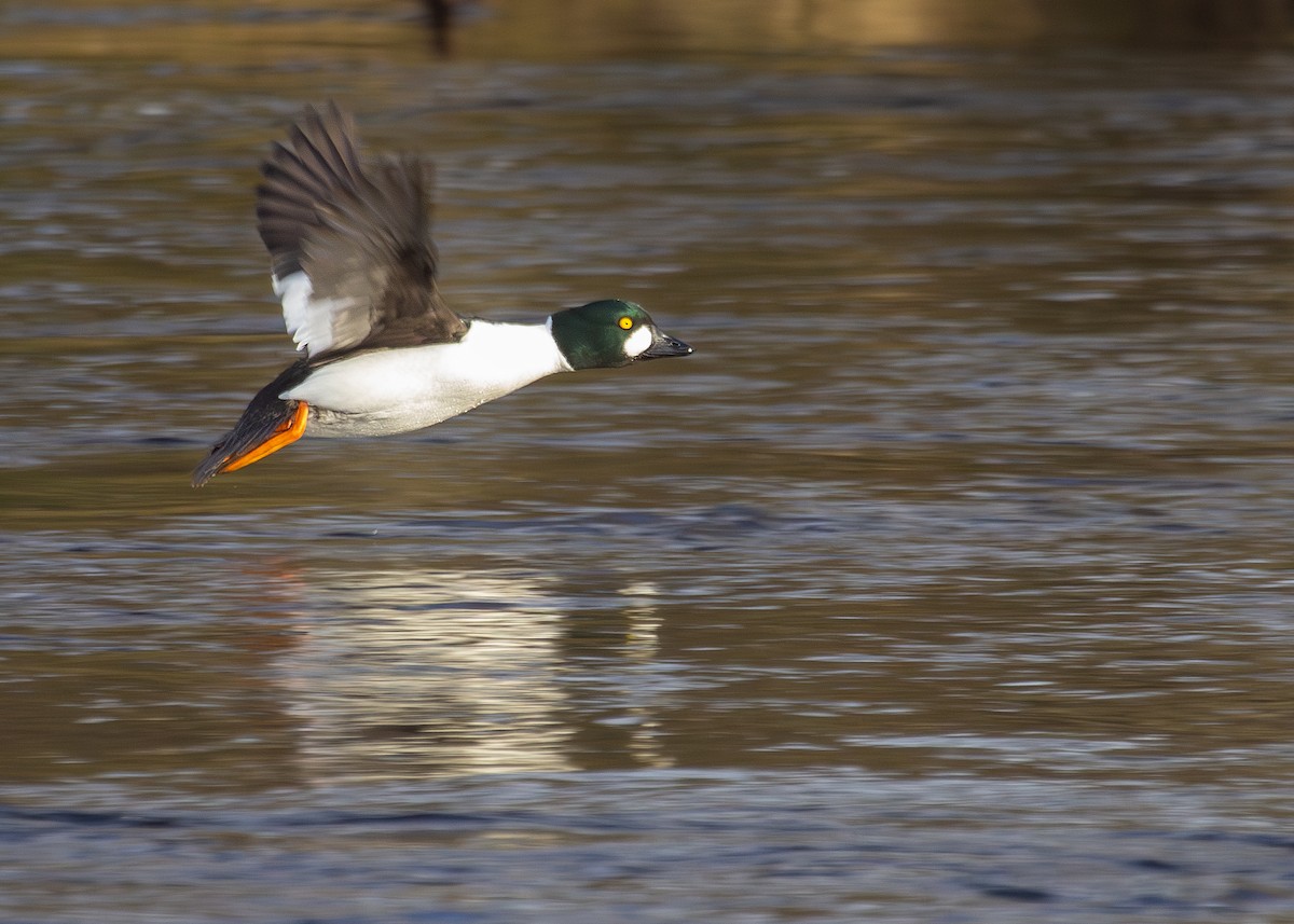 Common Goldeneye - ML620540845