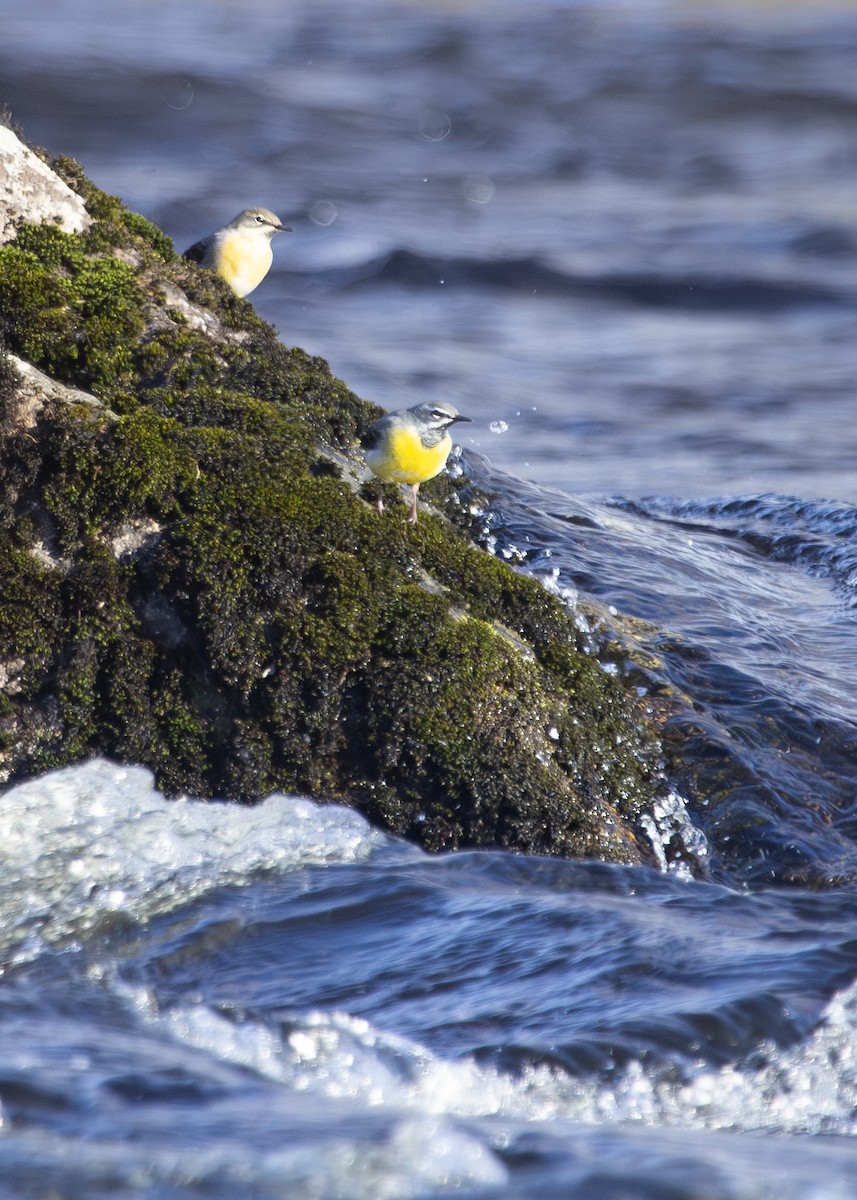 Gray Wagtail - ML620540851