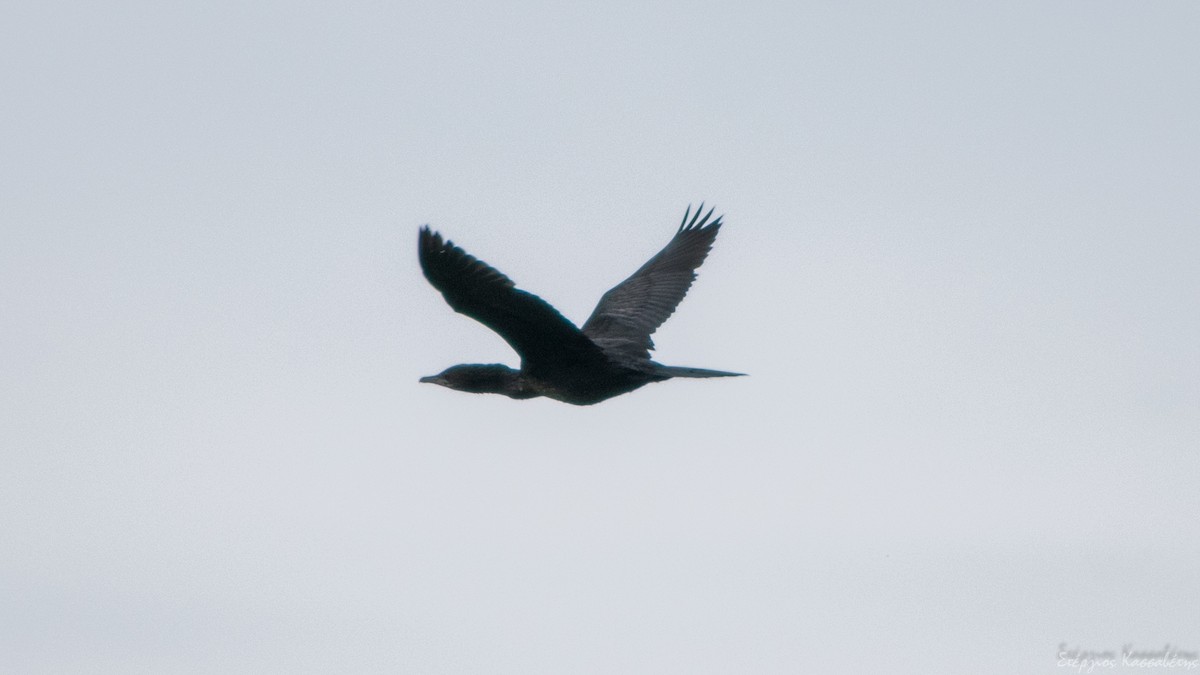 Pygmy Cormorant - Stergios Kassavetis