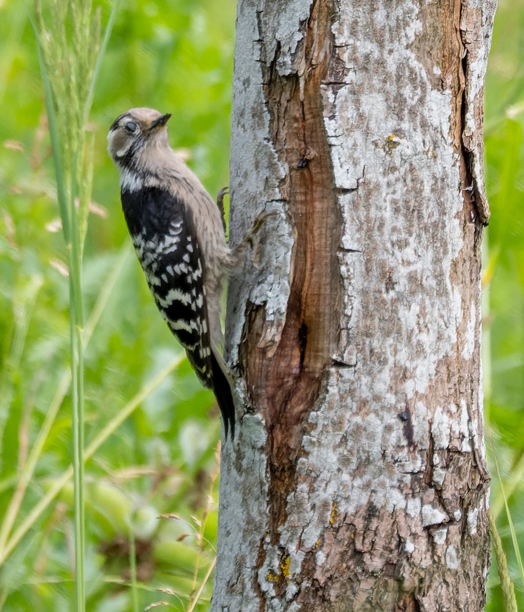 Lesser Spotted Woodpecker - ML620540854