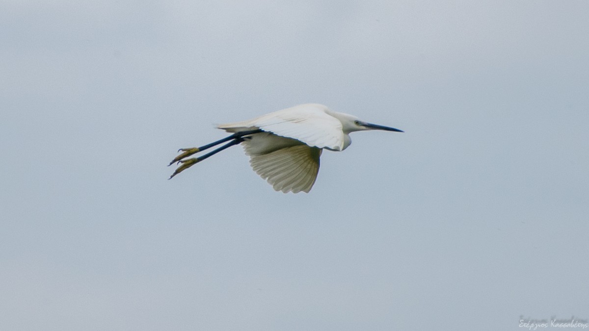 Little Egret - Stergios Kassavetis