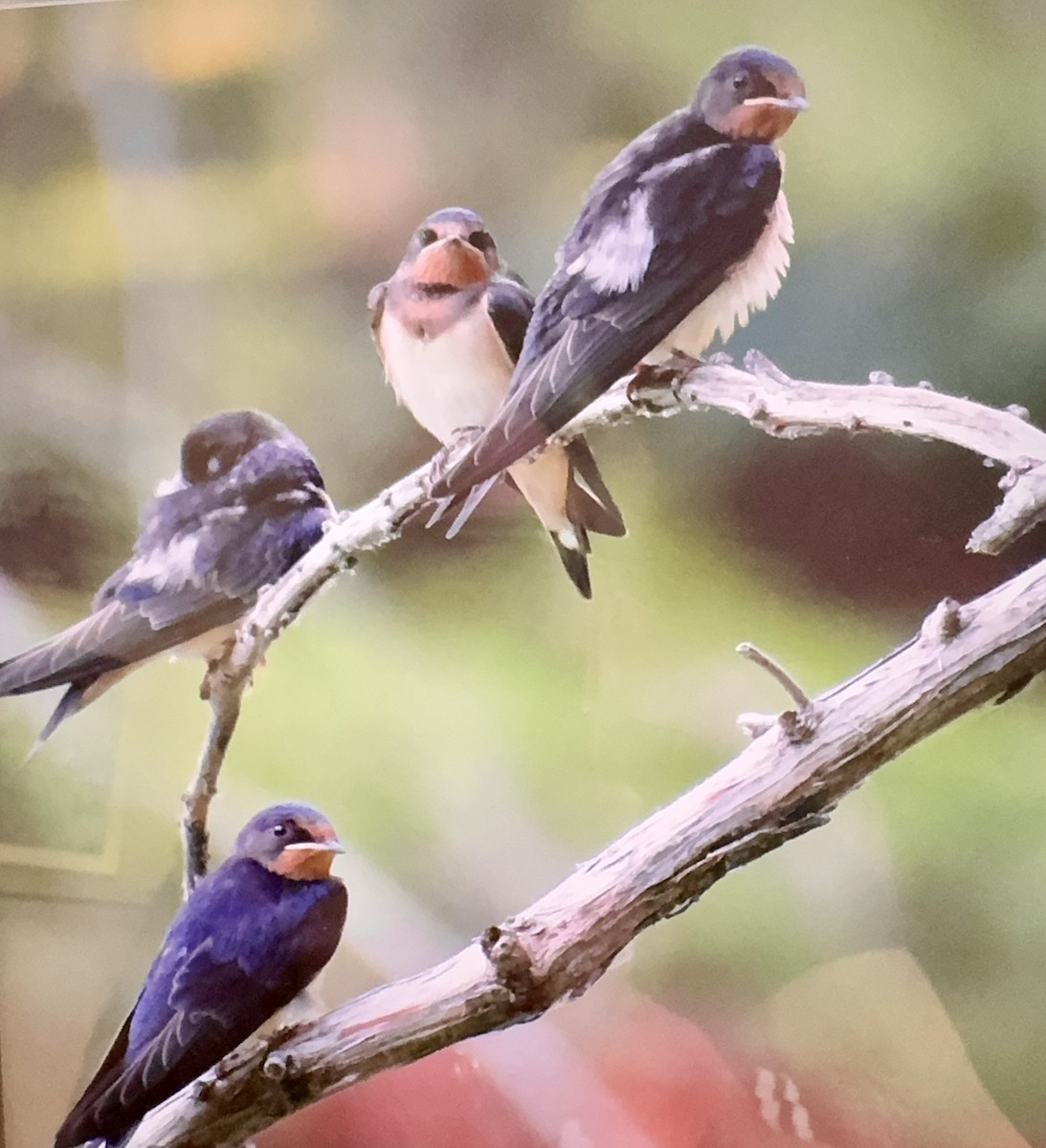 Barn Swallow - ML620540857