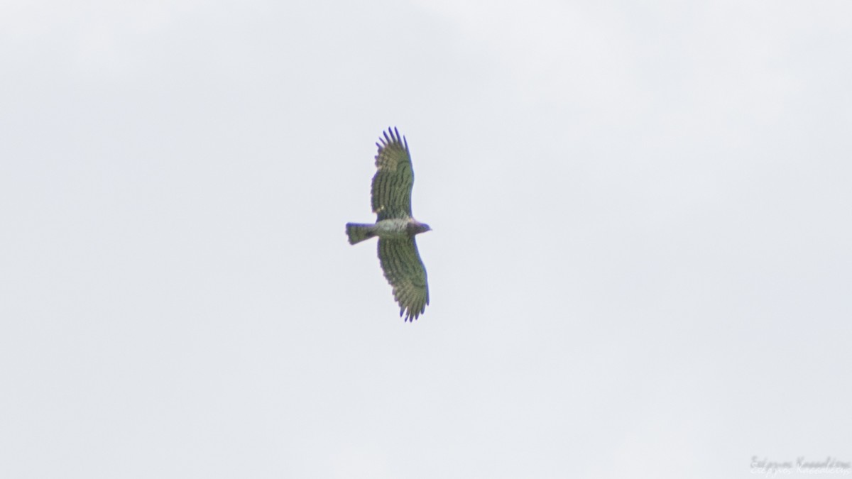 Short-toed Snake-Eagle - ML620540859