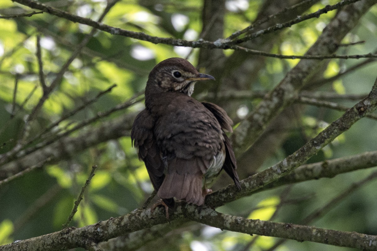 Song Thrush - ML620540861