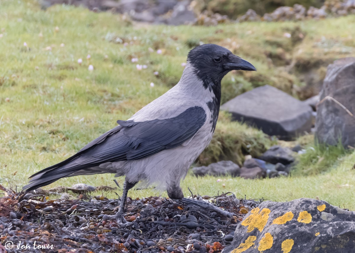 Hooded Crow (Hooded) - ML620540863