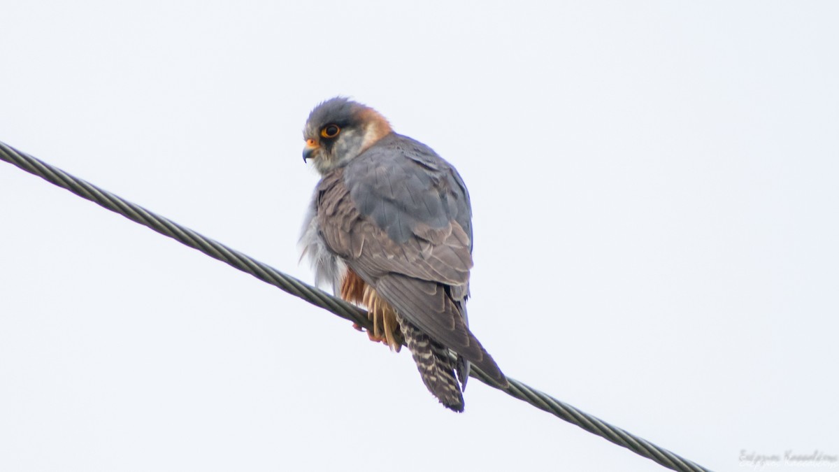 Red-footed Falcon - ML620540864