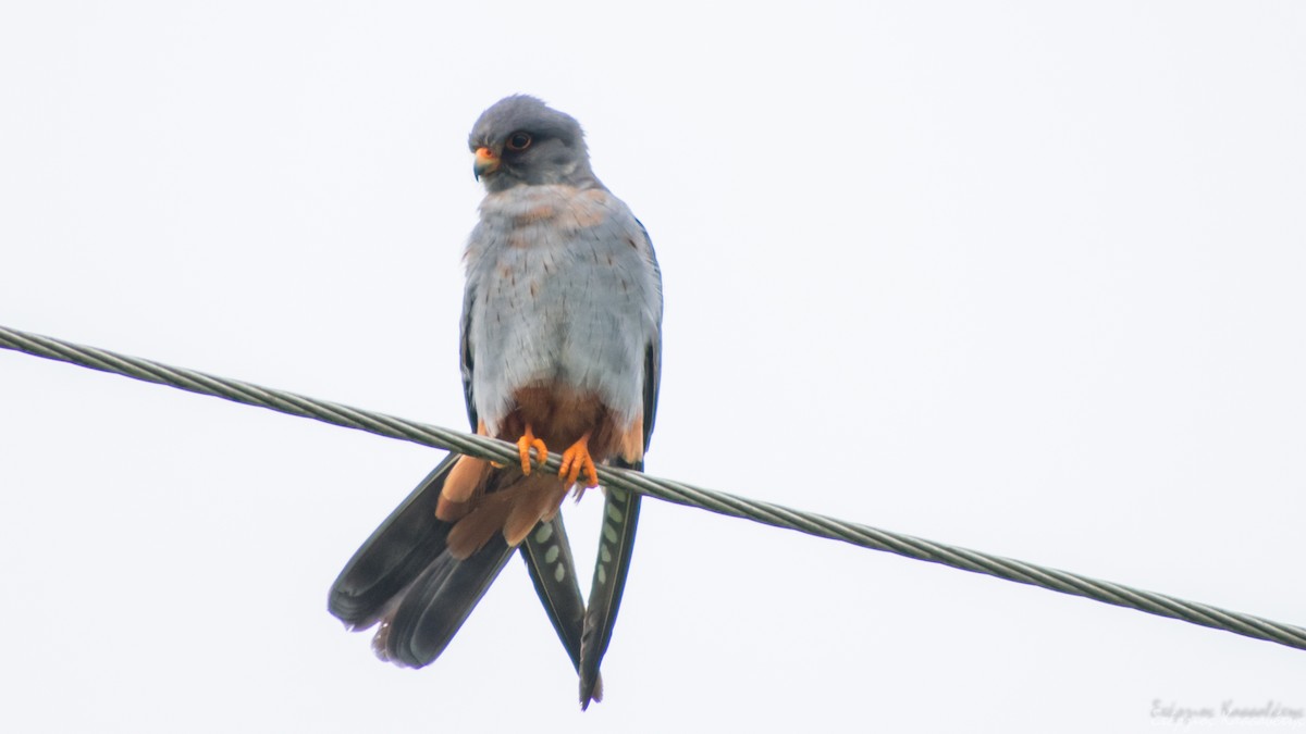 Red-footed Falcon - ML620540865