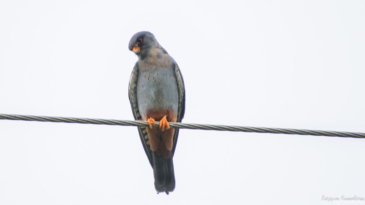 Red-footed Falcon - ML620540866